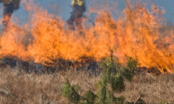 Около 20-30 метра сухи треви горят между 82 и 83