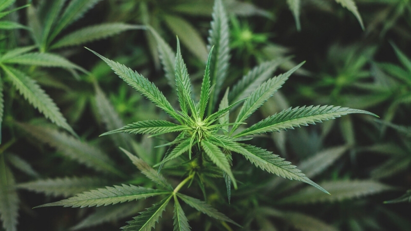 Германското правителство одобри спорен закон за легализиране на отглеждането и