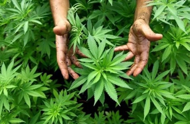 Над 1 тон и 200 кг канабис разкриха при специализирана