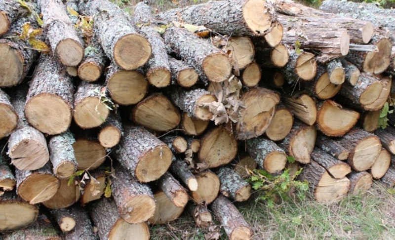Намериха 35 кубика незаконни дърва в частен имот в Козлодуй