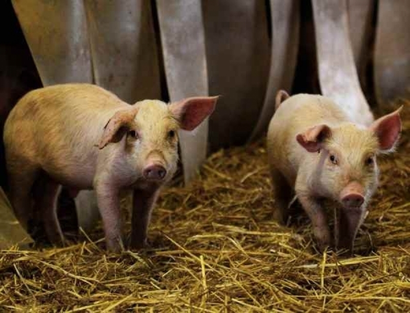 Българската агенция по безопасност на храните БАБХ констатира нови случаи