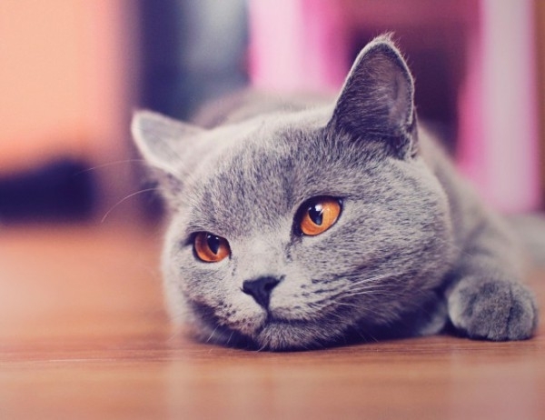 Норвежкият котарак Зеро случайно попаднал в пералнята на стопаните си