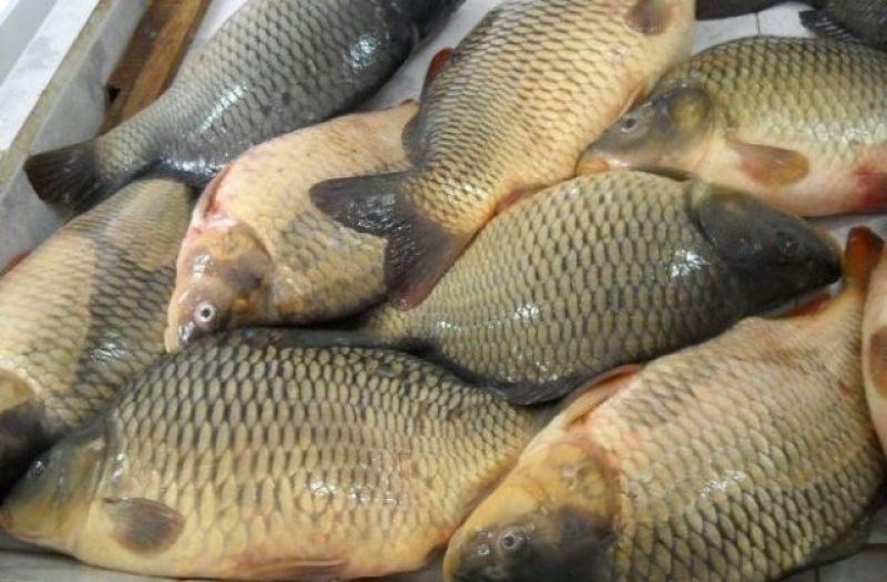 Близо 150 кг риба е извадена от бракониерски мрежи във