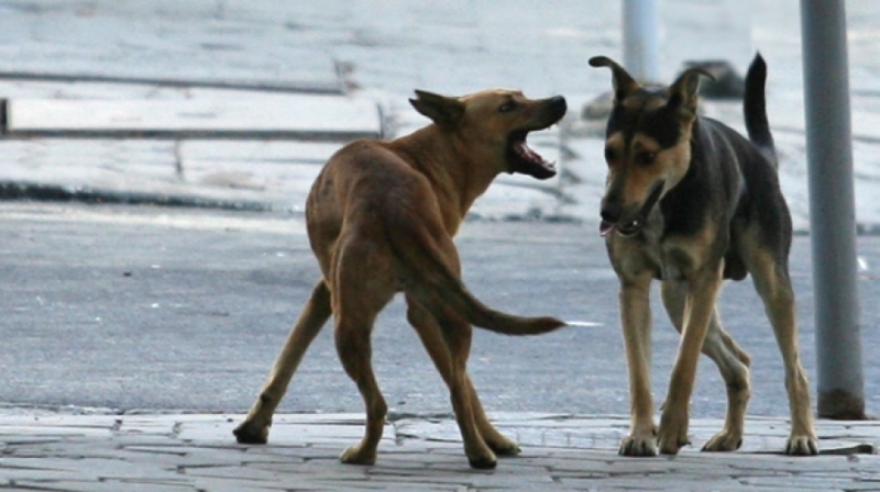 Агресивни глутници кучета тормозят врачани които се заканват да предприемат