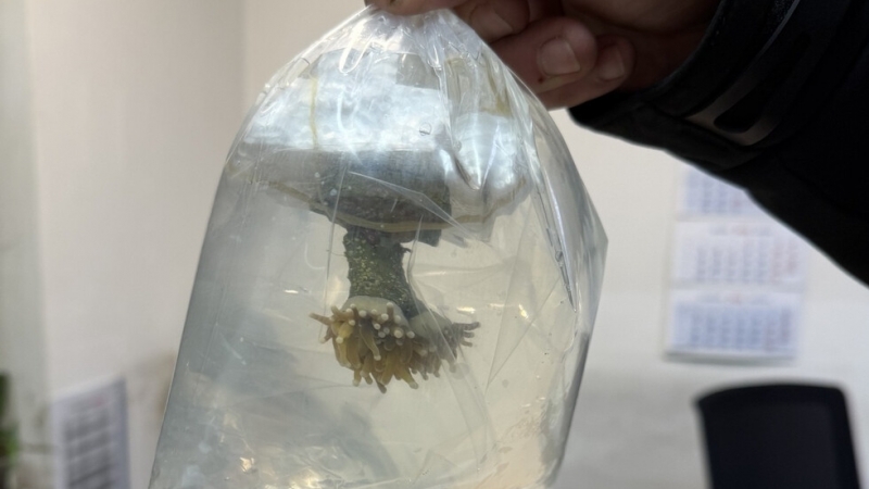 Задържаха живи корали на МП "Капитан Андреево" /снимки/