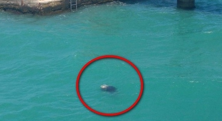 Поредна трагедия се разигра в морето Преди минути на Северния