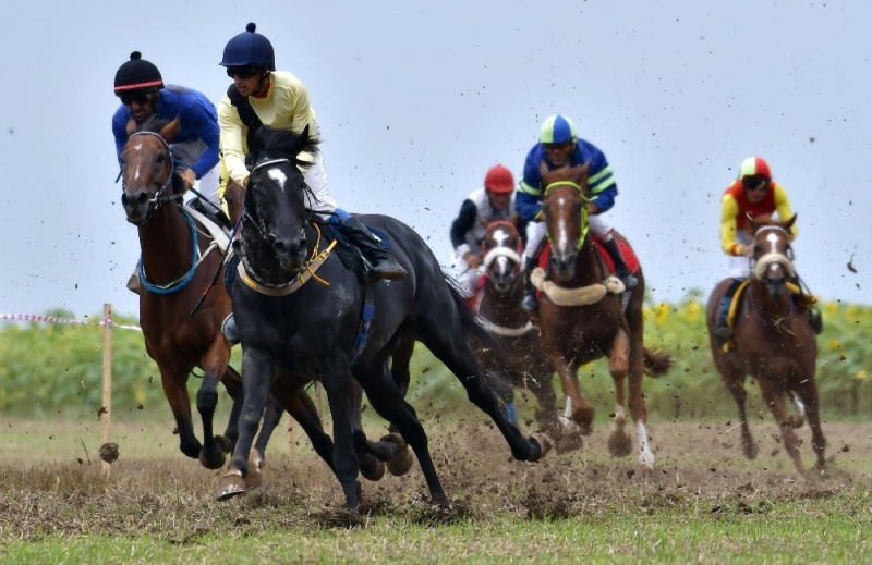 Конни надбягвания ще се проведат в Борован Състезанието ще се