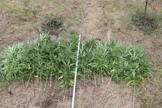 Униформени намериха канабис в двор във видинско село съобщиха от