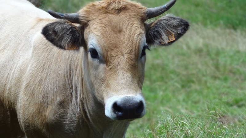 Бандит открадна крава от къща във врачанско село съобщиха от