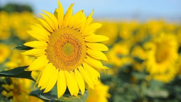 Монтана става за първи път домакин на фестивала на слънчогледа