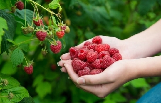 Започна Празникът на малината в Берковица научи BulNews Събитието е традиционно