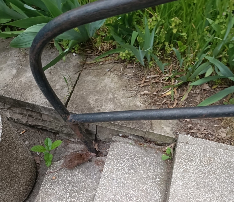 Плъхове превзеха видинската болница Света Петка научи агенция BulNews  
Пациентка е