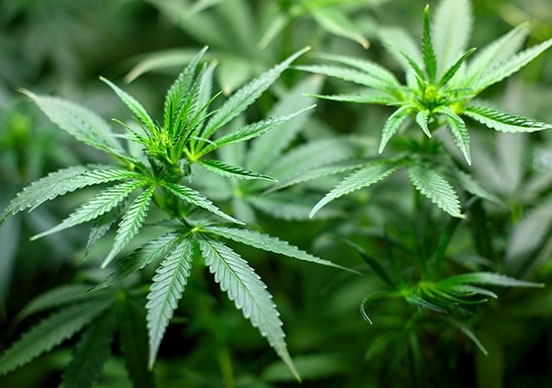 Вчера в полицията в Монтана е получен сигнал че жител