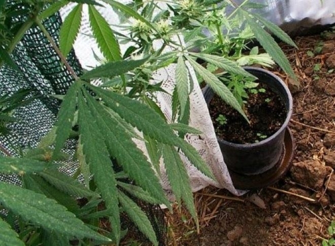 Полицаи тикнаха в ареста млад мъж кътал наркотици в жилище