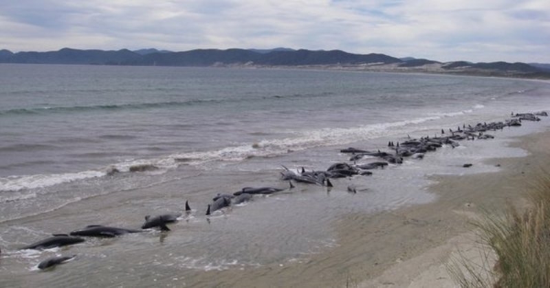 Около 250 пилотни кита загинаха след като заседнаха на брега
