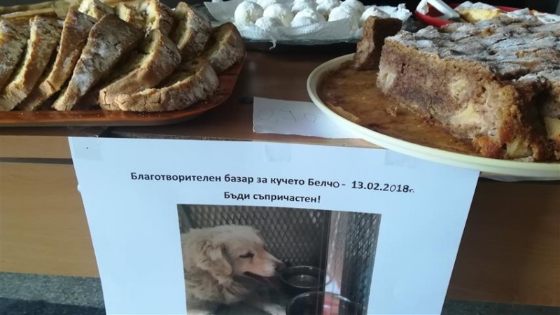 Бездомно куче блъснато от автомобил на видинския булевард Панония е