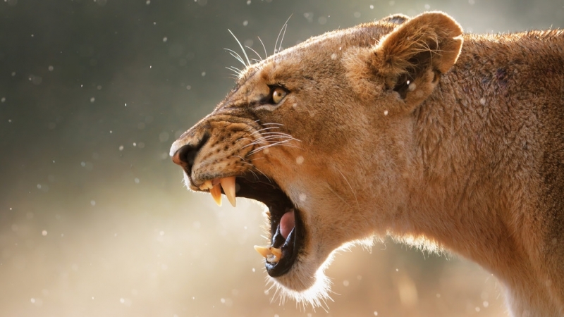 Лъвица нападна и уби гледач в зоологическа градина в централен