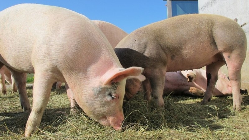 Жители на монтанското село Комощица сами решиха да пазят прасетата