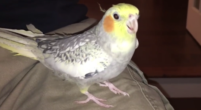Австралийски папагал имитиращ до съвършенство мелодия на айфон се превърна