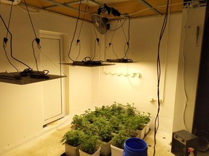 Оранжерия за отглеждане на канабис откриха при спецакция служители на