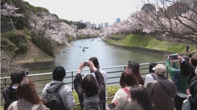 Красиви гледки посрещат посетителите на Токио В Япония започна сезона
