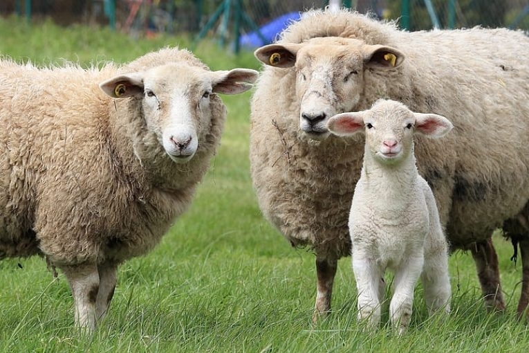 Крадец е отмъкнал стоката на мъж отглеждащ овце в Монтанско