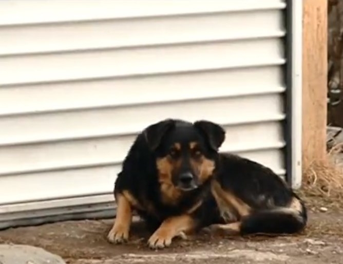 Зоополицаи в действие От януари 2016 година у нас заработиха