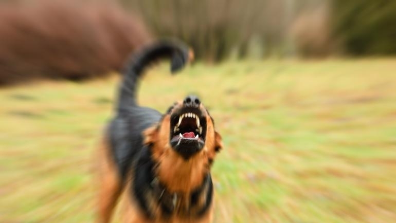 Бездомно куче e ухапало 12 годишно момиче от столичното 81 во училище