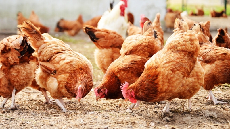 С цел недопускане разпространението на заболяването инфлуенца по птиците или