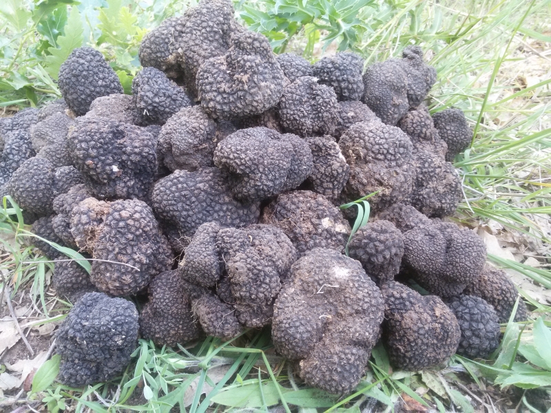 Саморасли трюфели в двора на училище Това може да видите