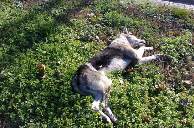 Полицаи разследват смъртта на куче в Лом съобщиха от МВР