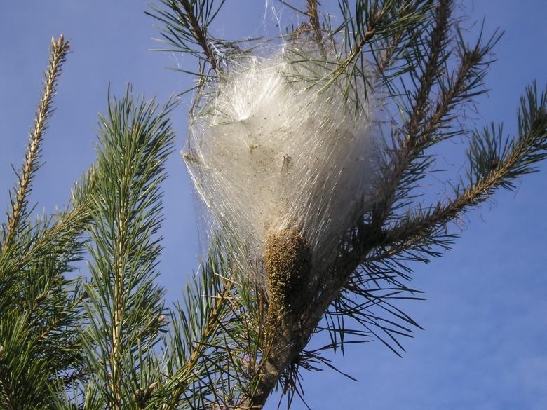 Над 12 000 дка борови гори на територията на цялата