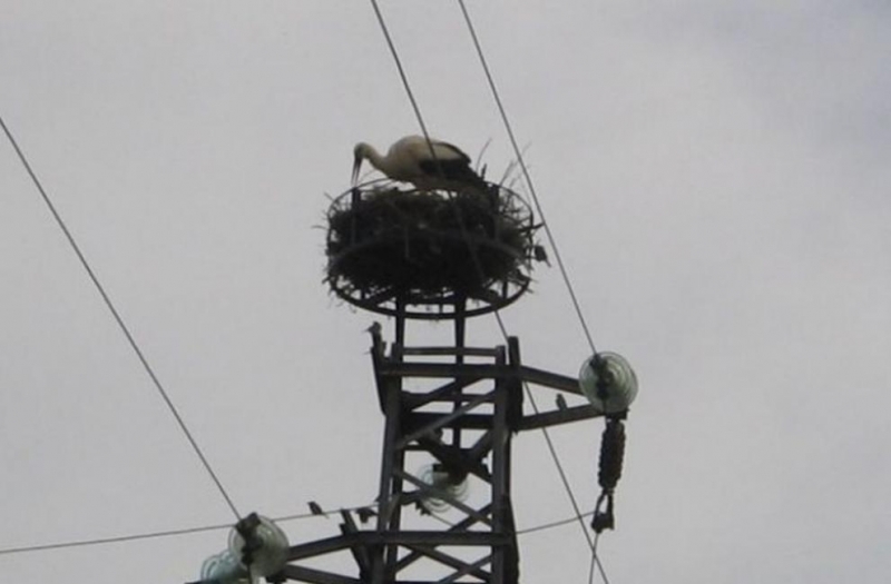 Токов удар погуби най малко 35 щъркели при миграционния им прелет