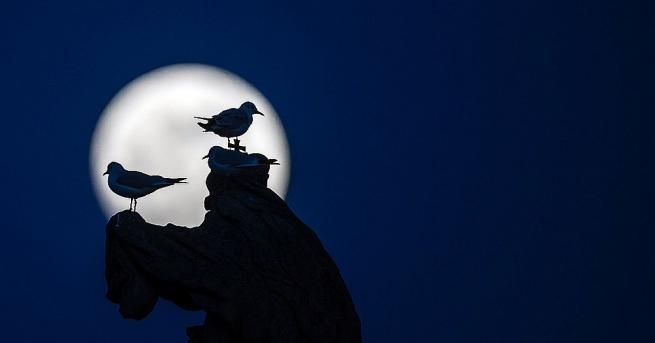 Тази нощ звездобройците се насладиха на супер снежна луна В