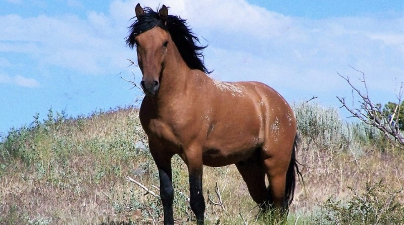 Десетки коне са били умъртвени на истанбулския остров Бююкада заради епидемия на сап предаде турската частна