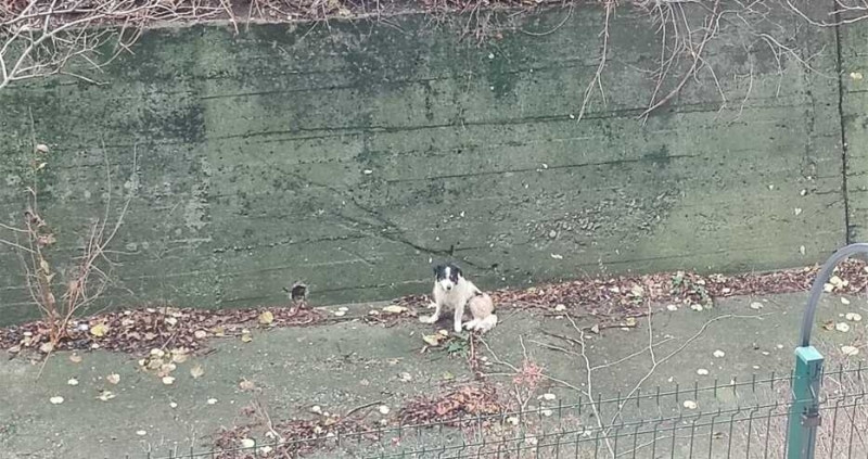 Доброто днес! Пожарникари спасиха паднало в канал куче в Монтана