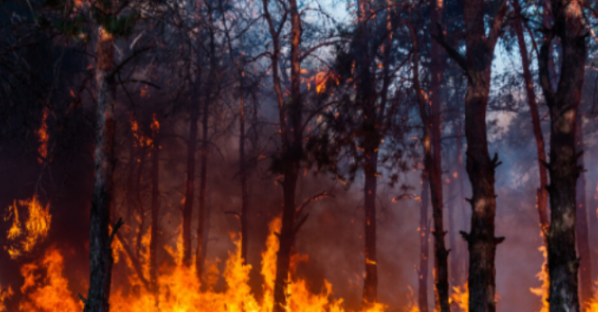 50 декара иглолистна гора в Копиловския балкан е била опожарена