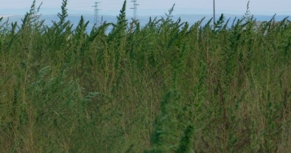 Голямо количество канабис е открито при спецакция на ОДМВР Ямбол съобщиха