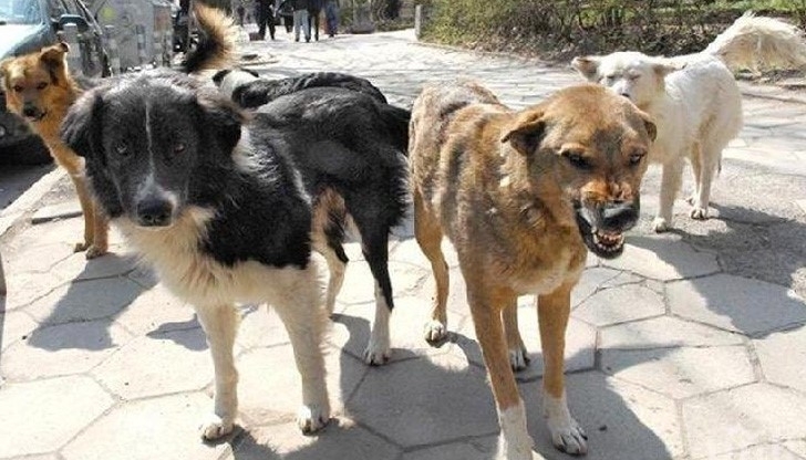 Страшен инцидент е станал в благоевградското село Рилци Глутница кучета