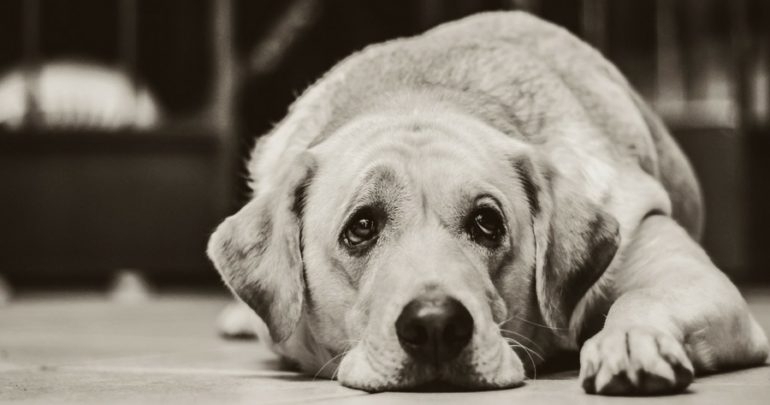 Полицията в Монтана разследва ново жестоко убийство на куче съобщиха