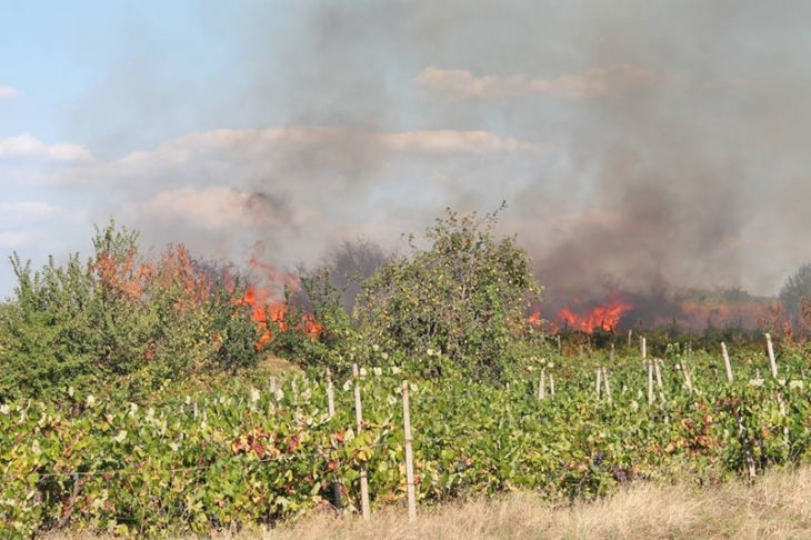 Голям пожар във видинското село Иново е унищожил 50 дка