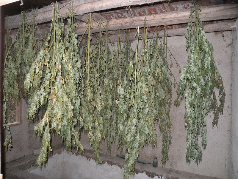 42 кг канабис иззели полицейски служители от имот в района