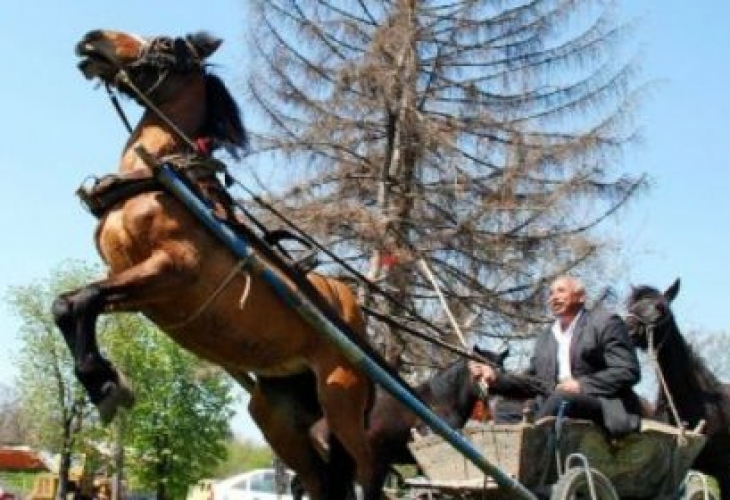 8 годишно момченце от Сандански е пострадало след като било ухапано