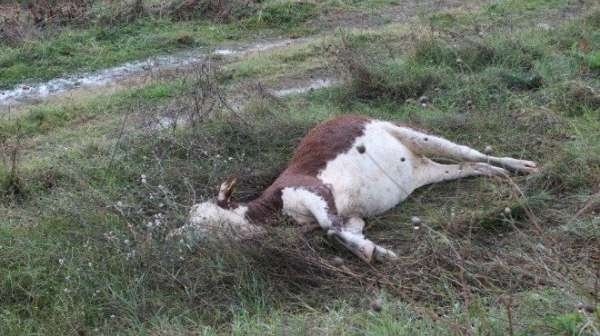 Зловещо! Откриха труп на крава в землището на видинско село