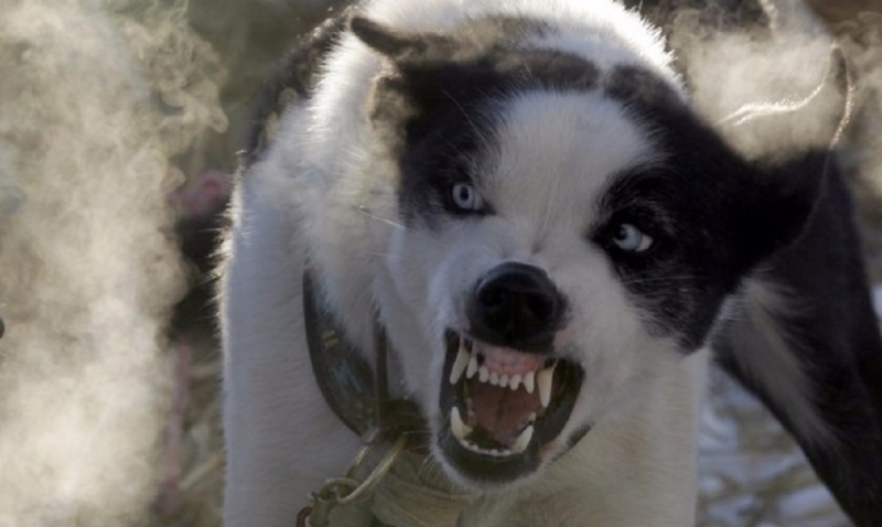 85 годишна жена е починала след като е нападната от кучето