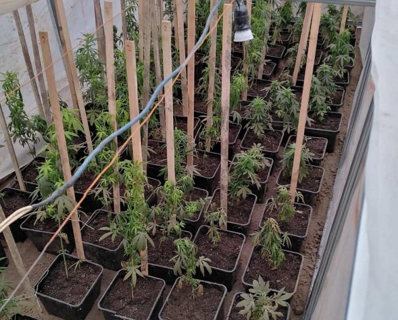 Полицията в Пловдив разкри домашна оранжерия за марихуана съобщиха от