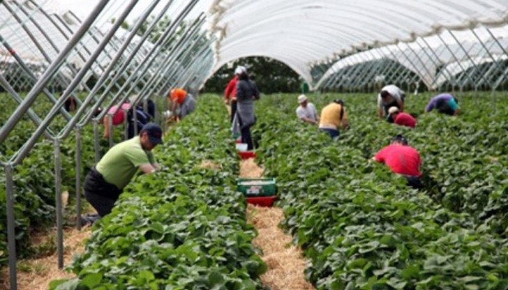 Търсенето на сезонна заетост в чужбина крие рискове от попадане