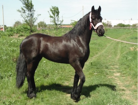 Закопчаха мъж от Врачанско откраднал коня на свой съселянин съобщиха