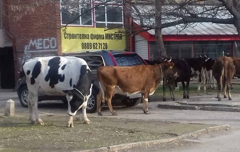 Стадо крави окупира центра на Козлодуй в първия ден на