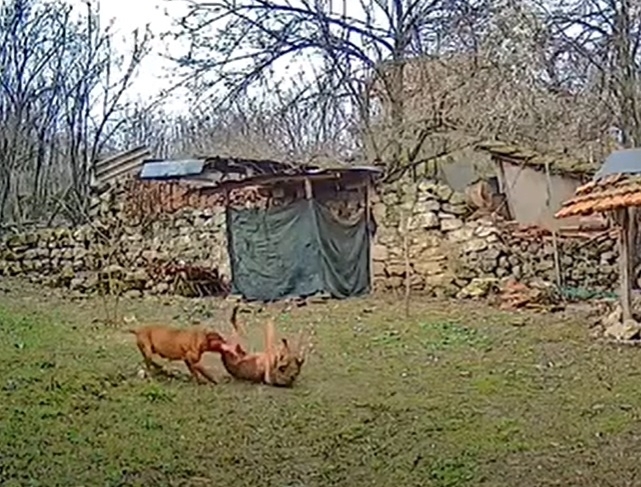 Брутално! Бесни питбули се разхождат свободно из врачанско село, разкъсаха куче до смърт /снимки 18+/